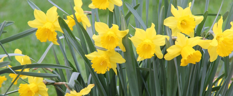 Narcissus 'Park Princess'