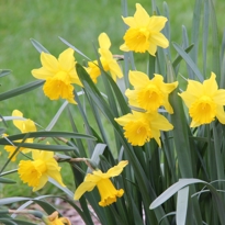 Spring Blossom Valleyimage