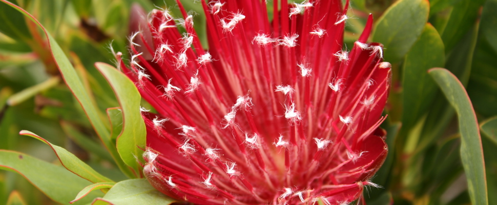 Protea 'Clarks Red'