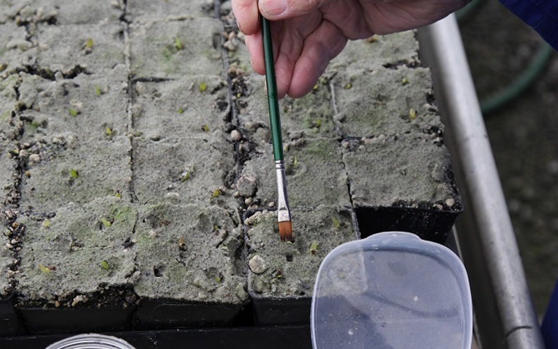 Using a paint brush to carefully place aloe seeds into the sand to germinate