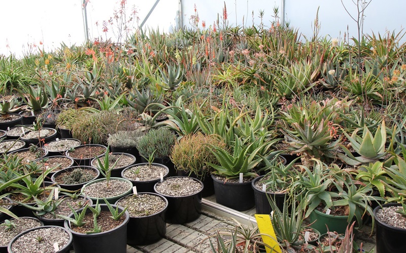 The genus Aloe has such diversity in shape and size