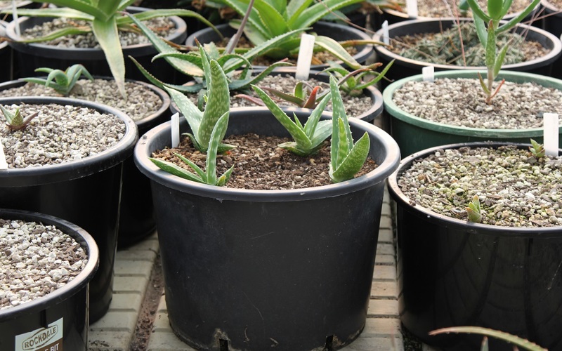 Tiny aloe plants - just a few years old