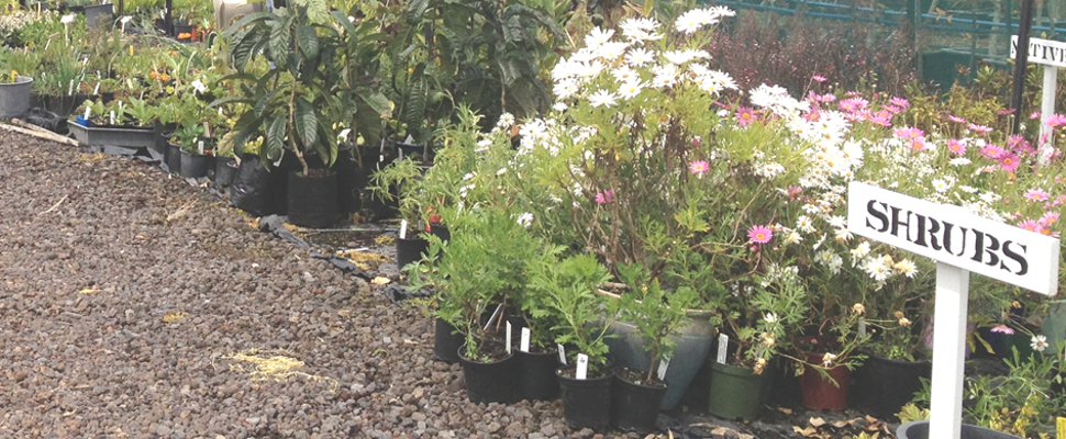 Growing Friends volunteers at our weekly plant sales