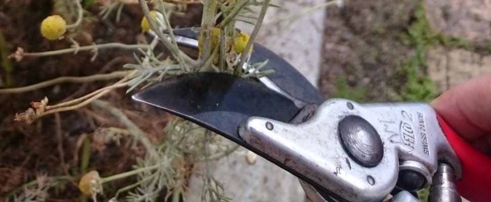 Secateurs