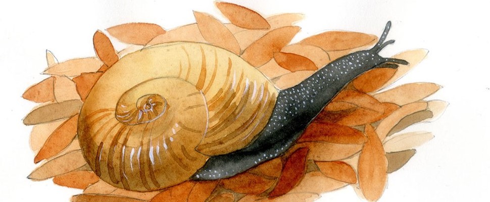 Illustration of a Kauri Snail by Sandra Morris