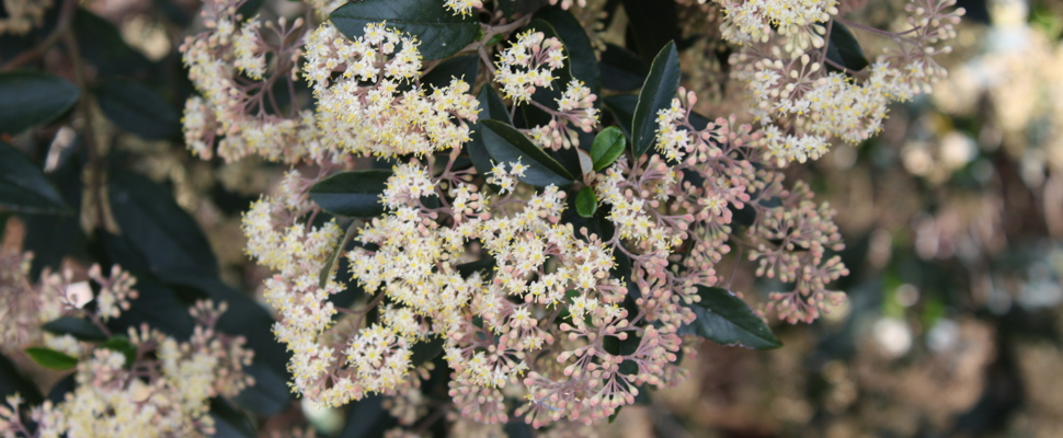 Pomaderris hamiltonii, pale flowering kūmarahou