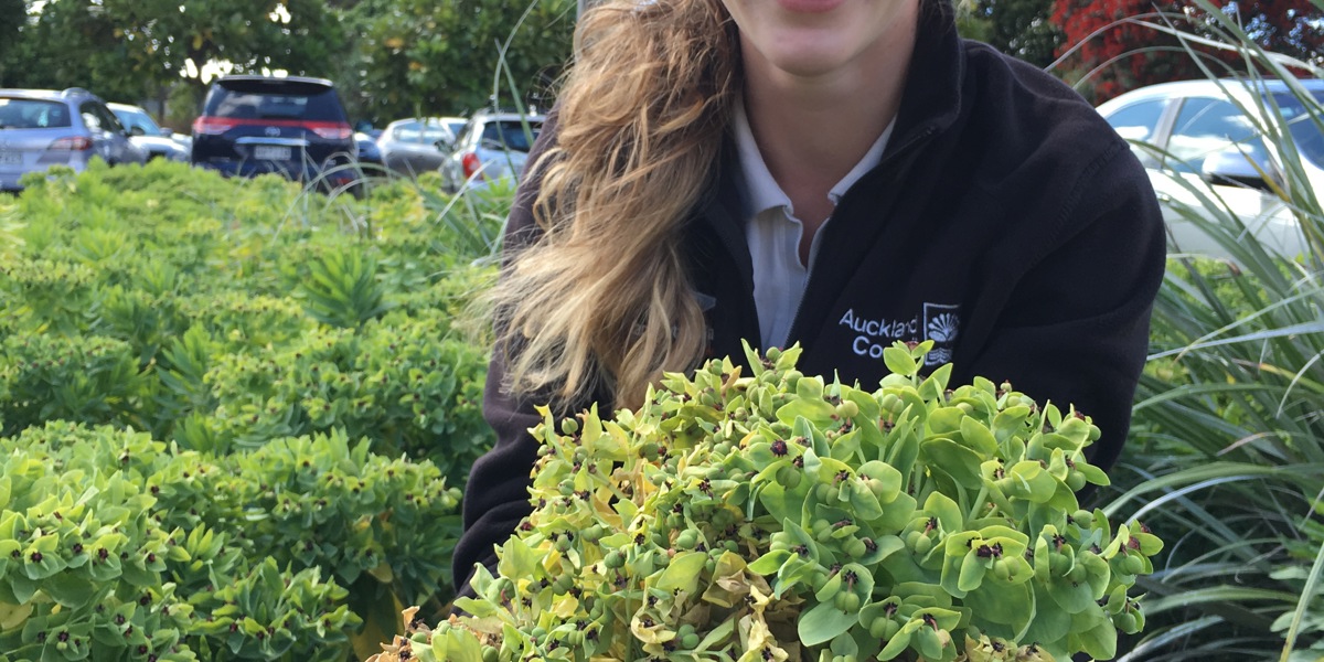 Emma collecting Euphorbia glauca seed