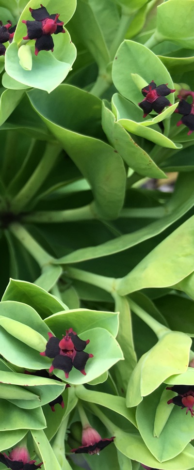 Euphorbia glauca flowers