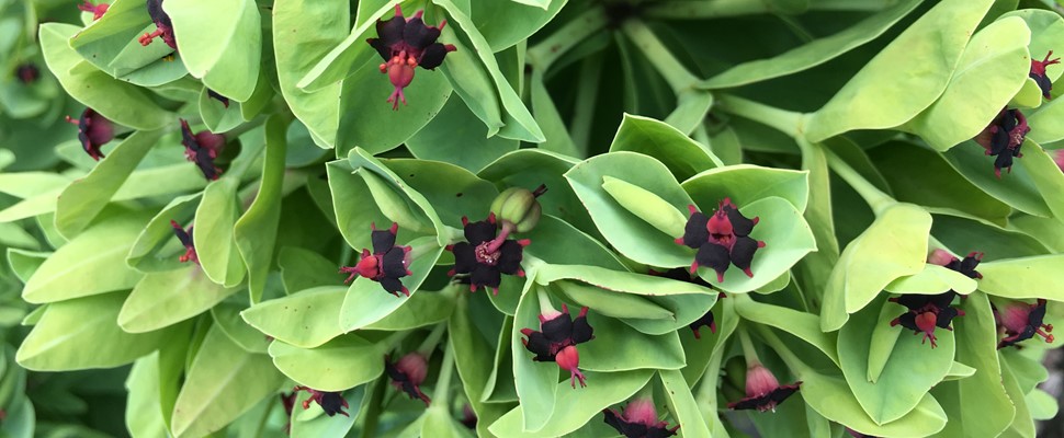 Euphorbia glauca flowers