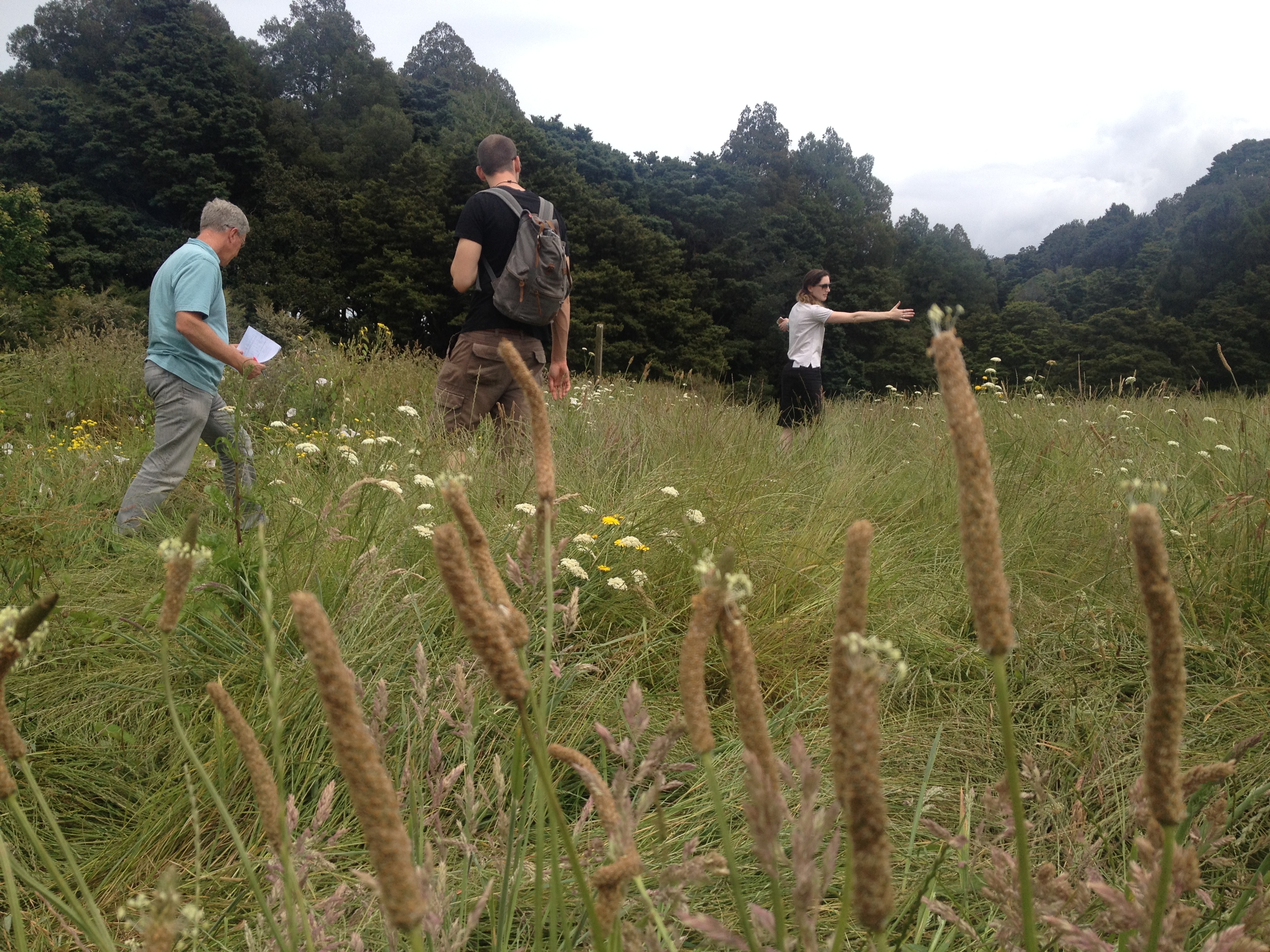 Meadow trial