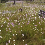 Waikumete meadow