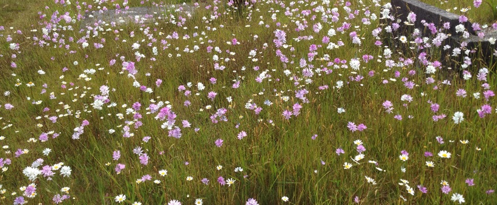 Waikumete meadow