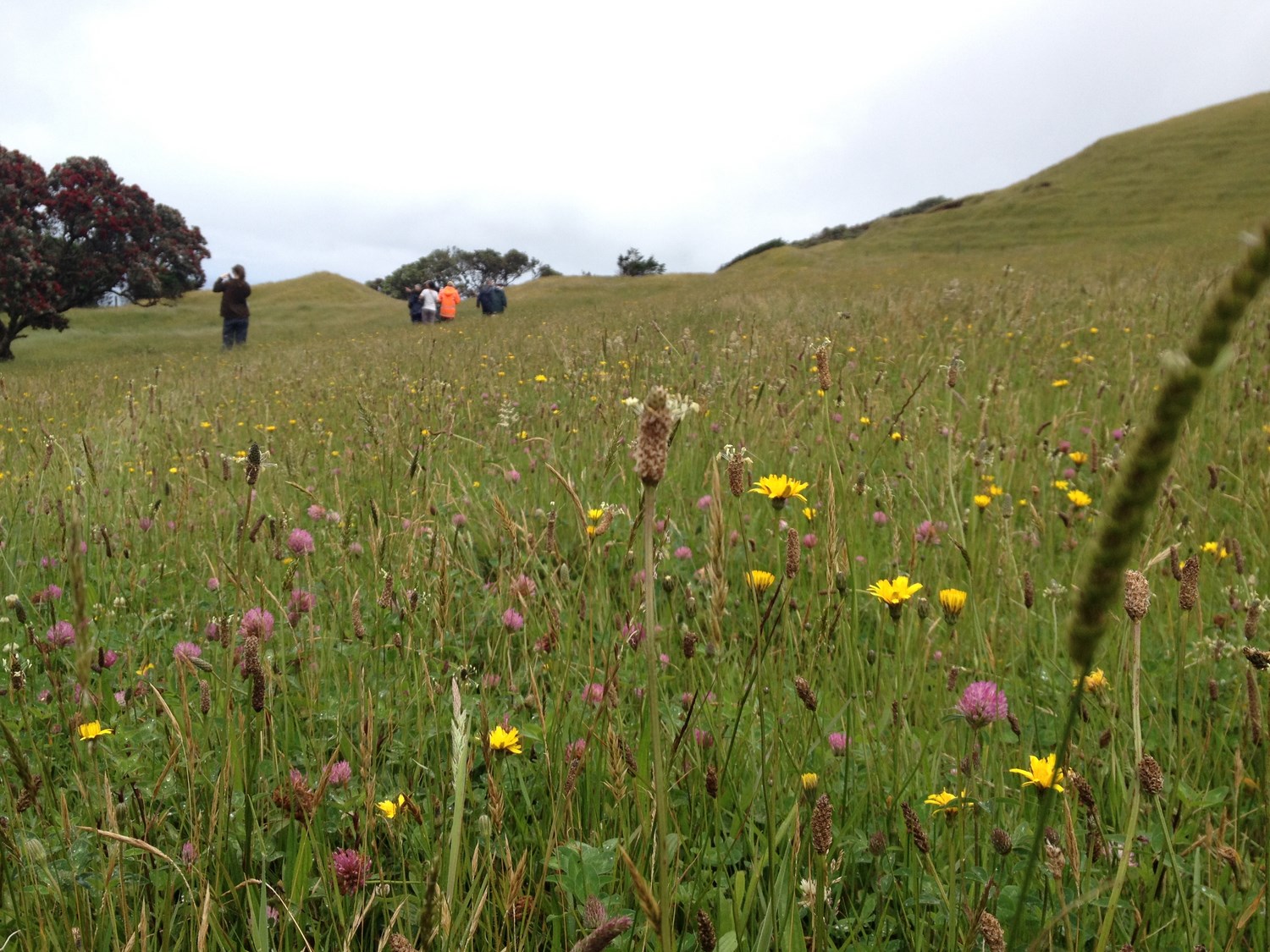 Meadow at Awhitu