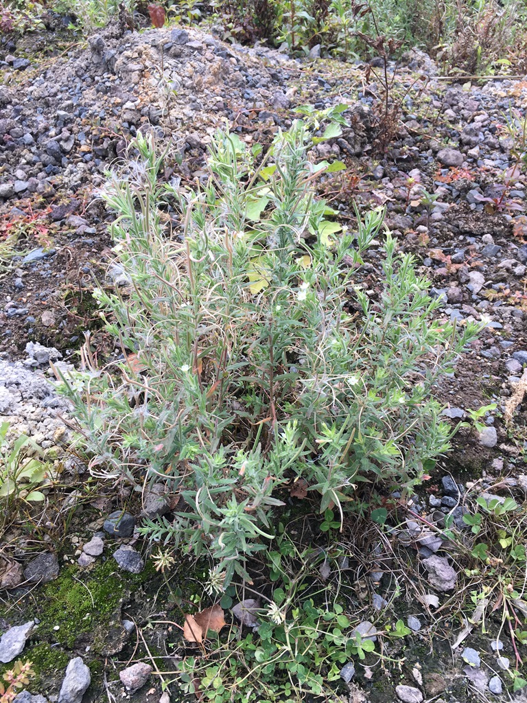 Epilobium hirtigerum