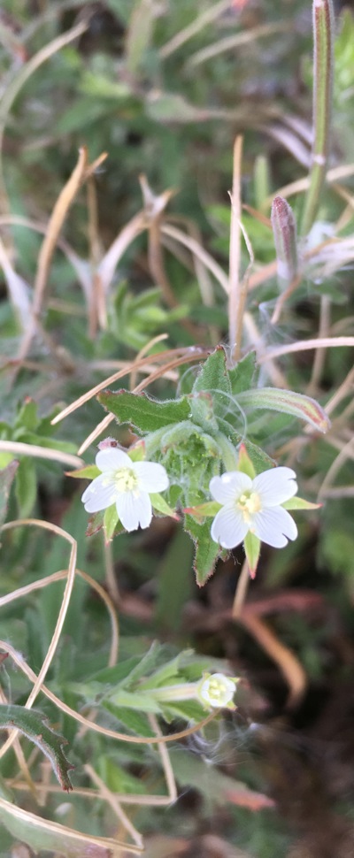 Epilobium hirtigerum