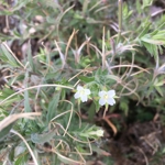 Epilobium hirtigerum