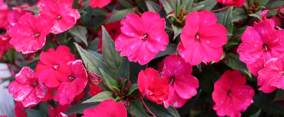 Impatiens 'Spreading Carmine Red'