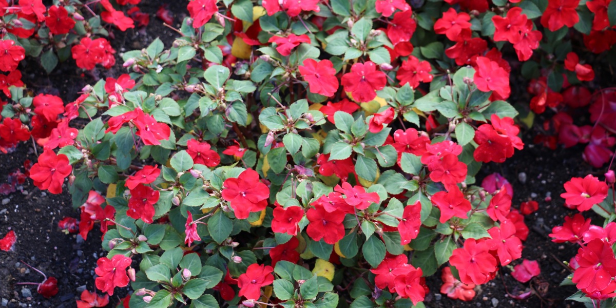 Impatiens 'Accent Red'