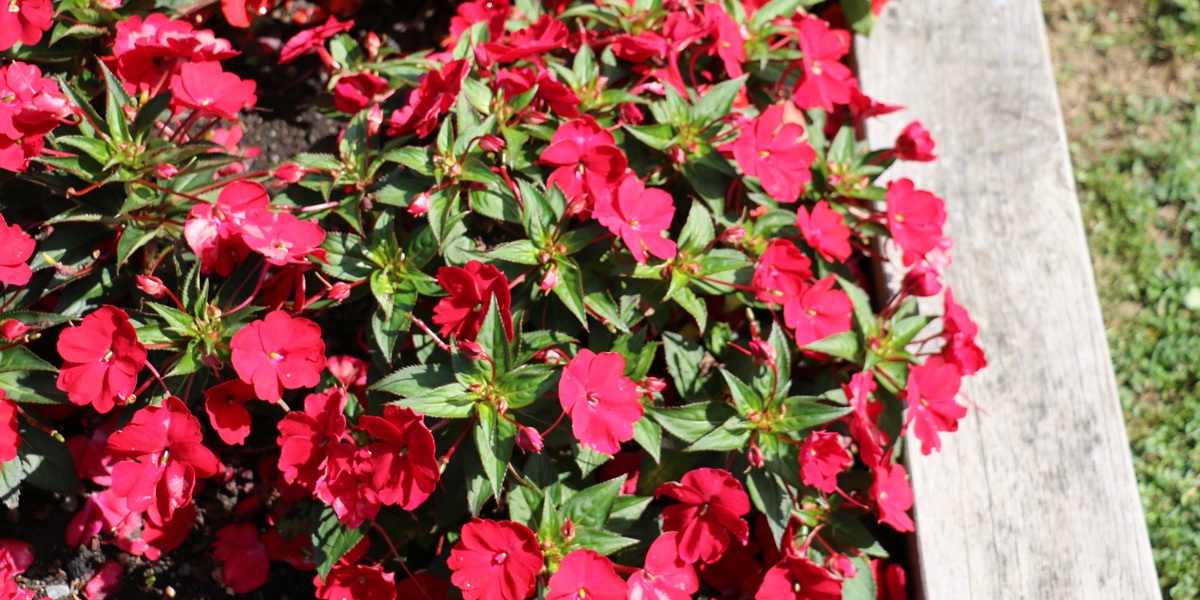 Impatiens 'Compact Red'