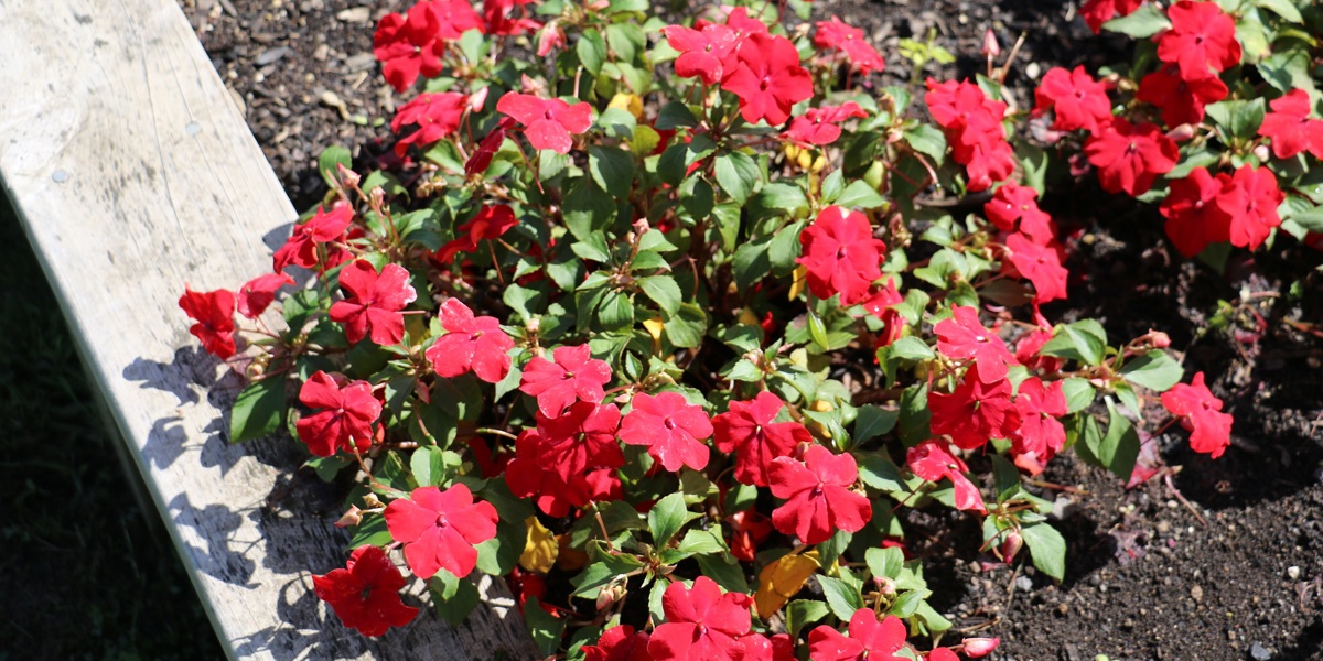 Impatiens 'Expo Red'