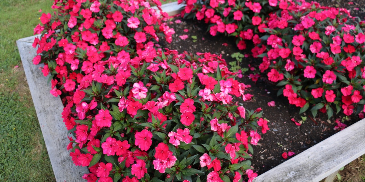 Impatiens 'Spreading Carmine Red'