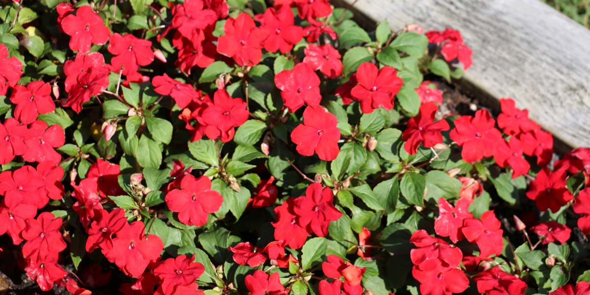 Impatiens 'Super Elfin Red'