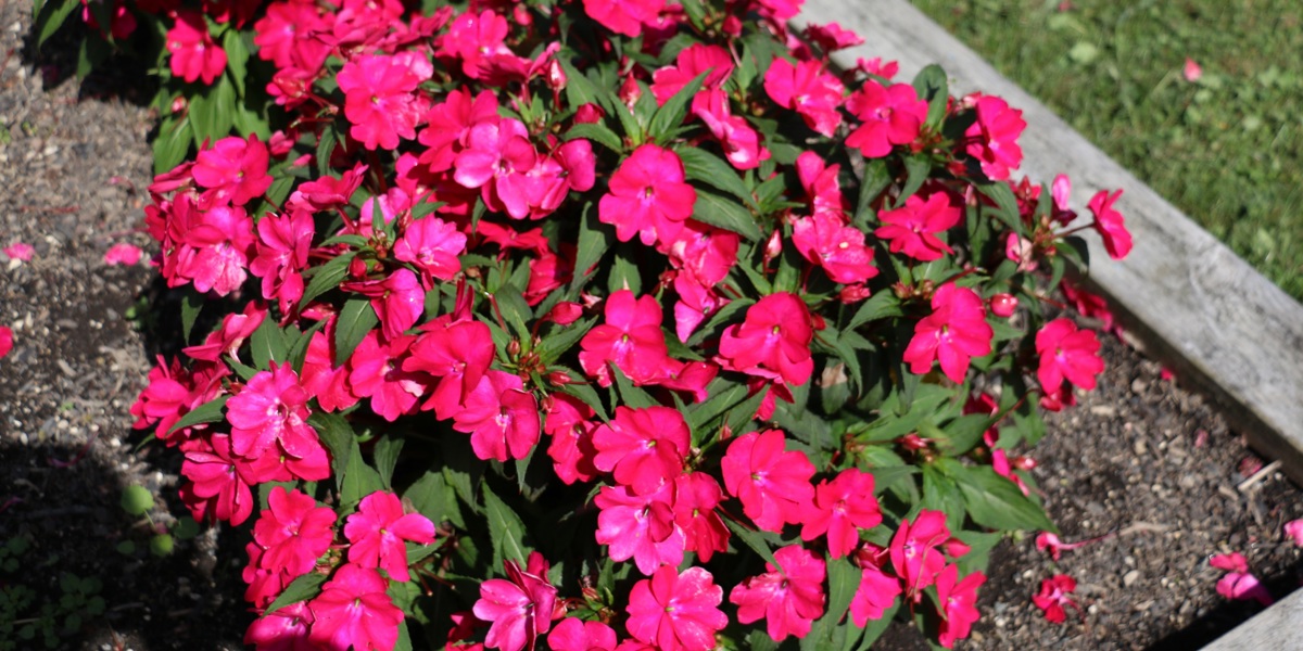 Impatiens 'Vigorous Magenta'