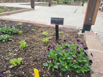 Edible Flowers