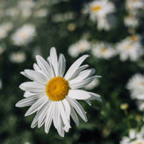 Perennials Gardenimage