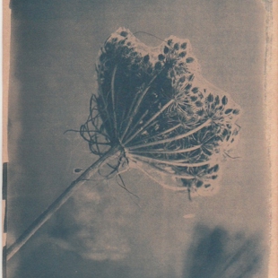Cyanotype workshop for kids image