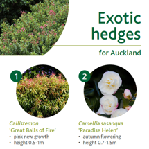 Exotic hedges image