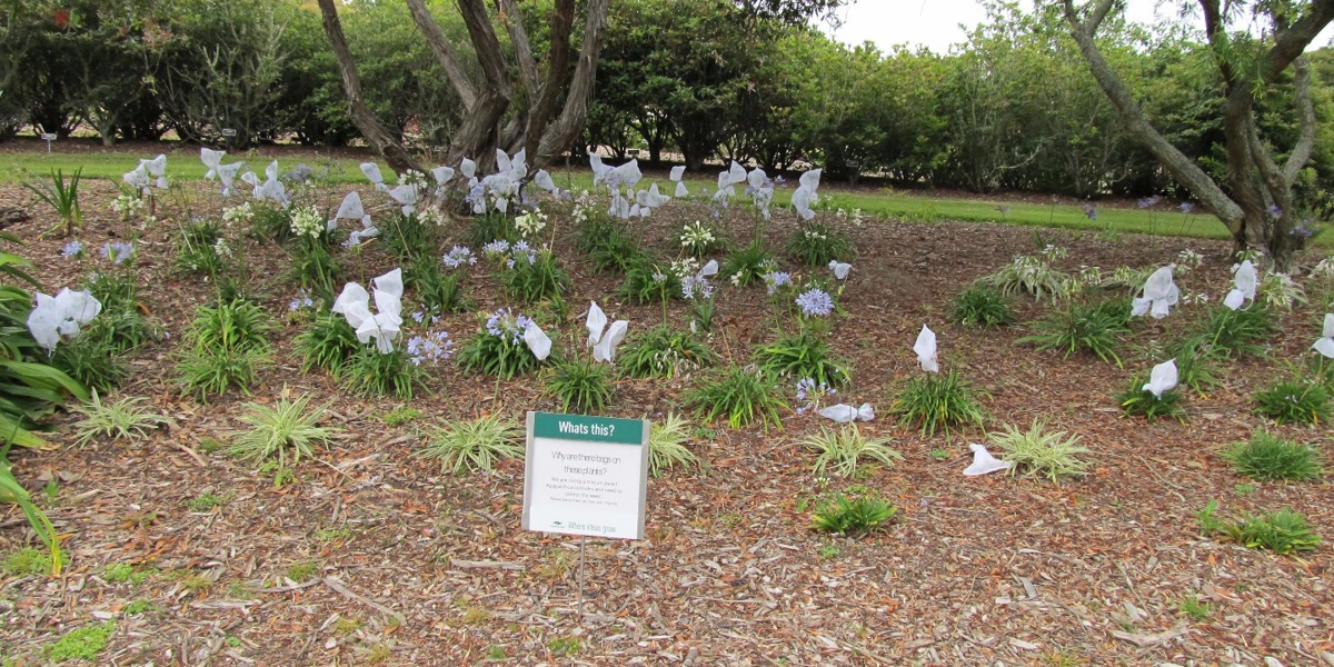 Agapanthus trial