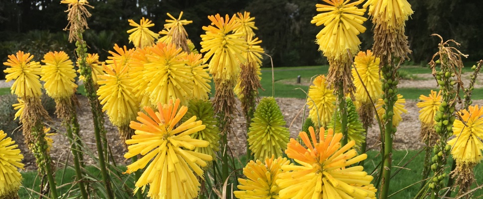 Kniphofia 'Charles Reader'