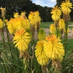 Kniphofia 'Charles Reader'