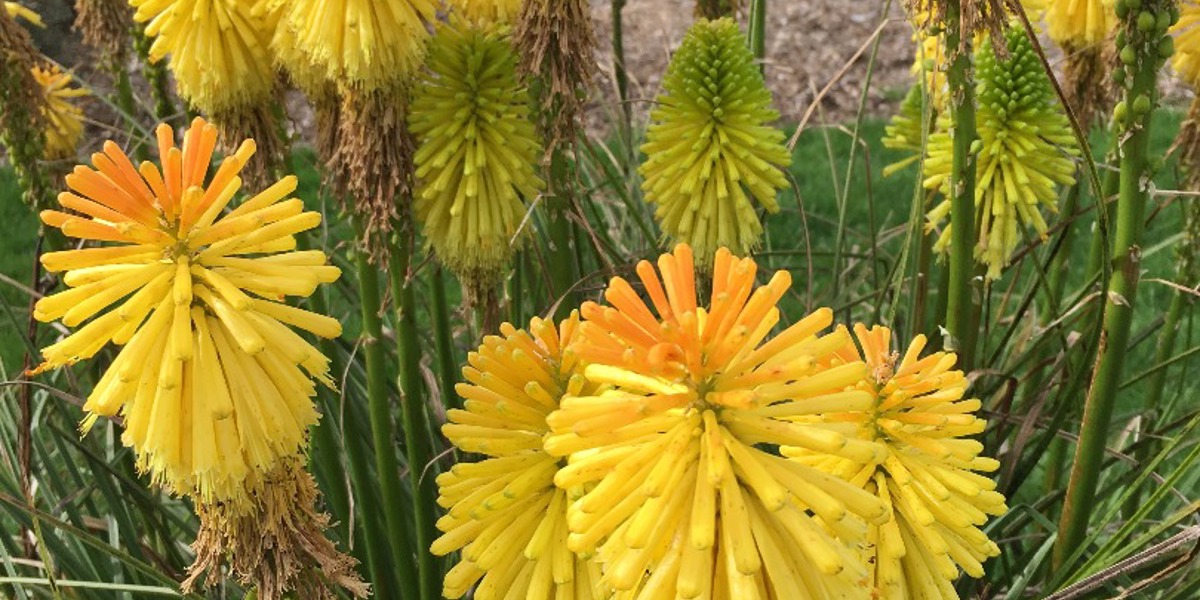 Kniphofia 'Charles Reader'