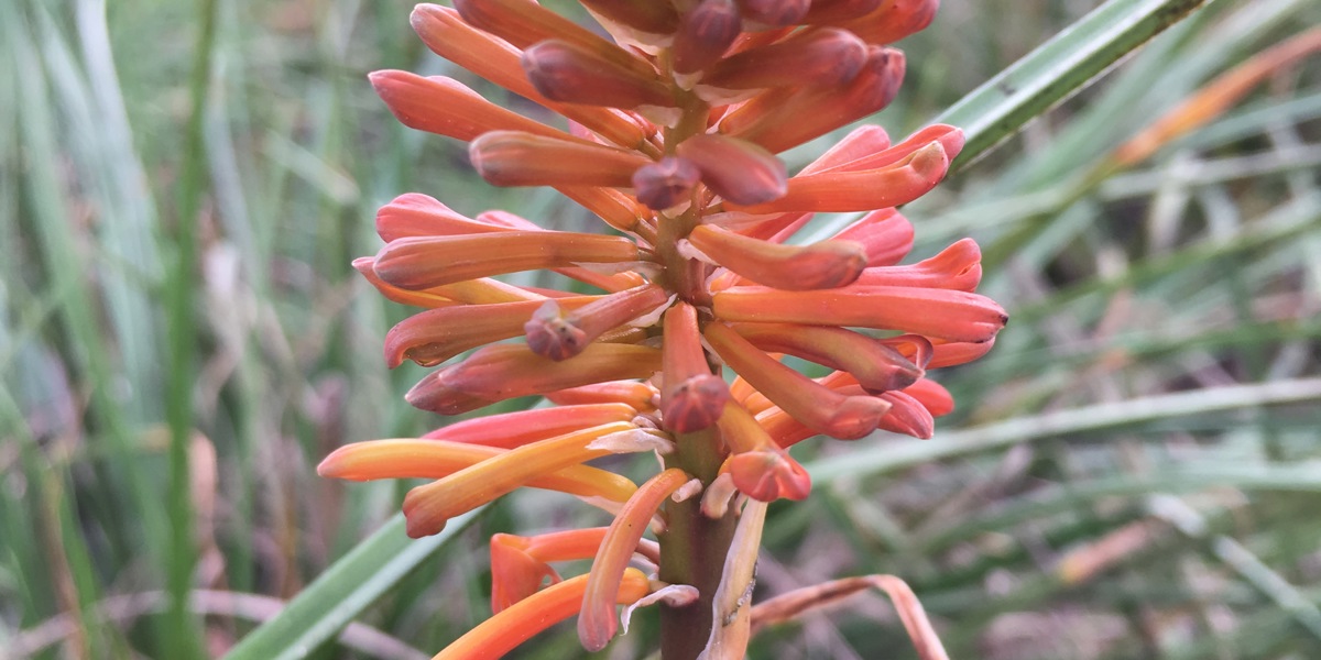 Kniphofia 'Tangerine'