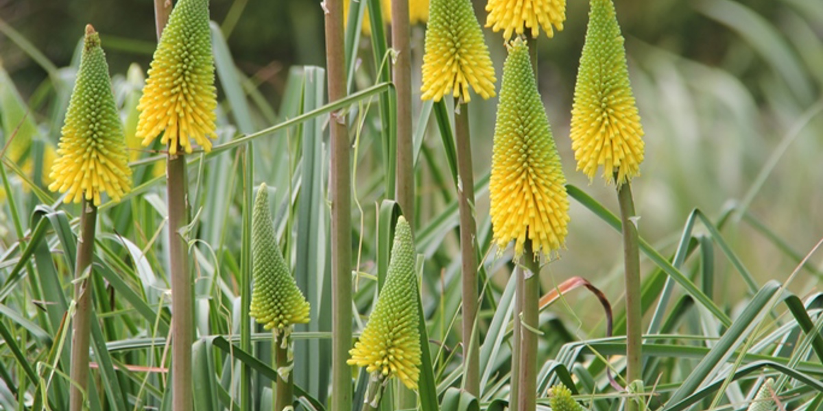 Kniphofia 'Percy's Pride'