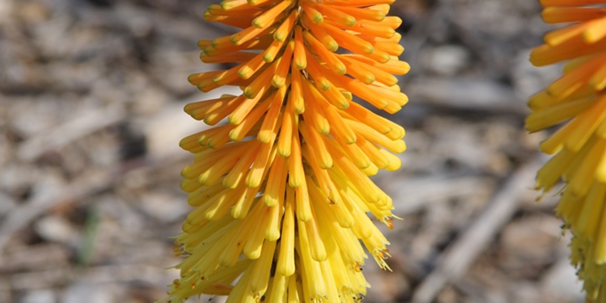 Kniphofia 'Butterscotch'