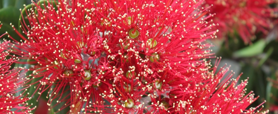 Metrosideros excelsa, pohutukawa