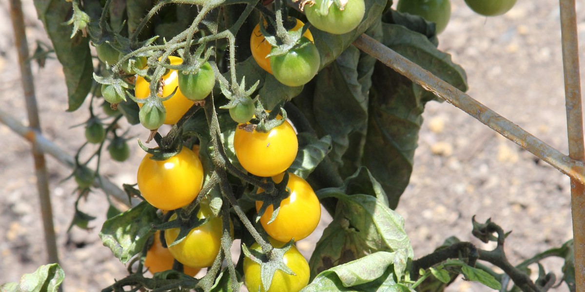 Solanum lycopersicum 'Golden Nugget', tomato