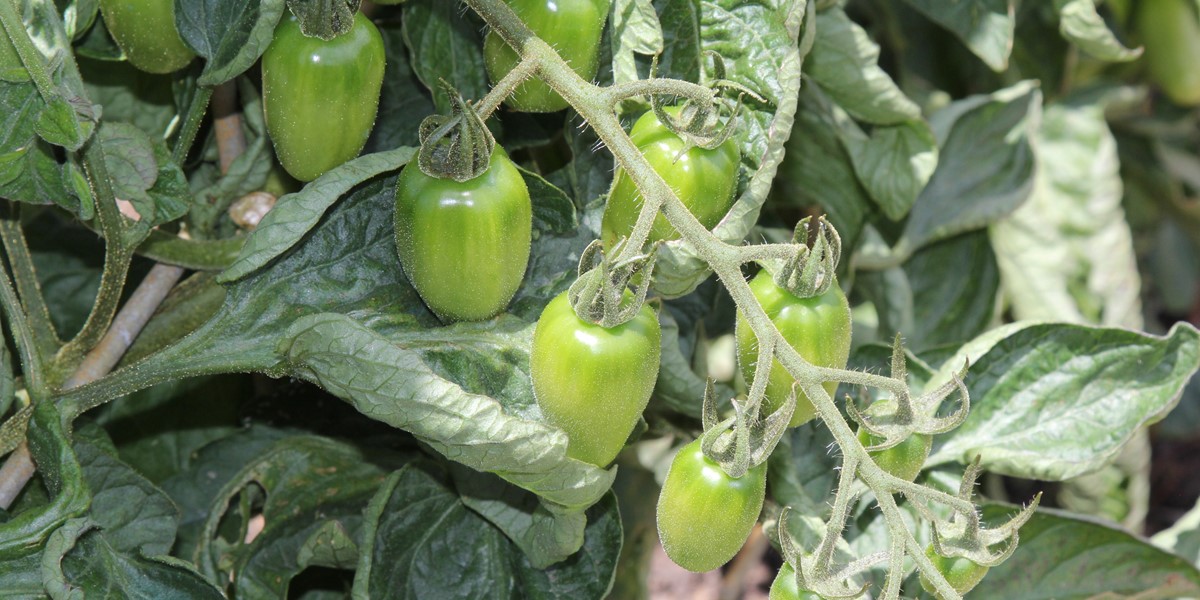 Solanum lycopersicum 'Juliet', tomato