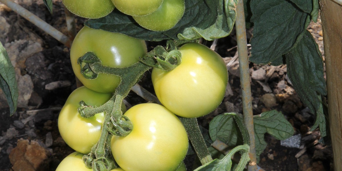 Solanum lycopersicum 'Money Maker', tomato