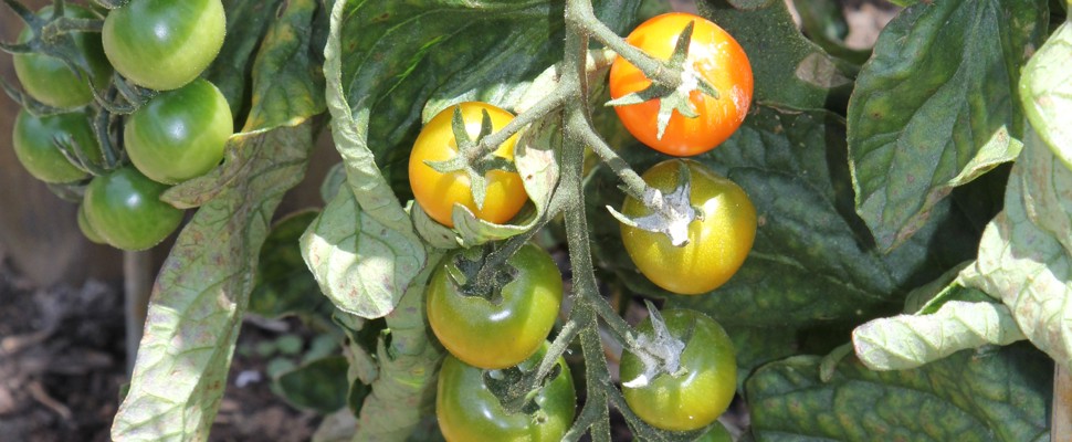 Solanum lycopersicum 'Sungold', tomato