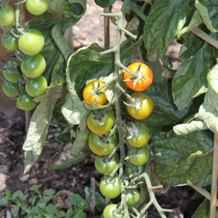 Growing tomatoes! image