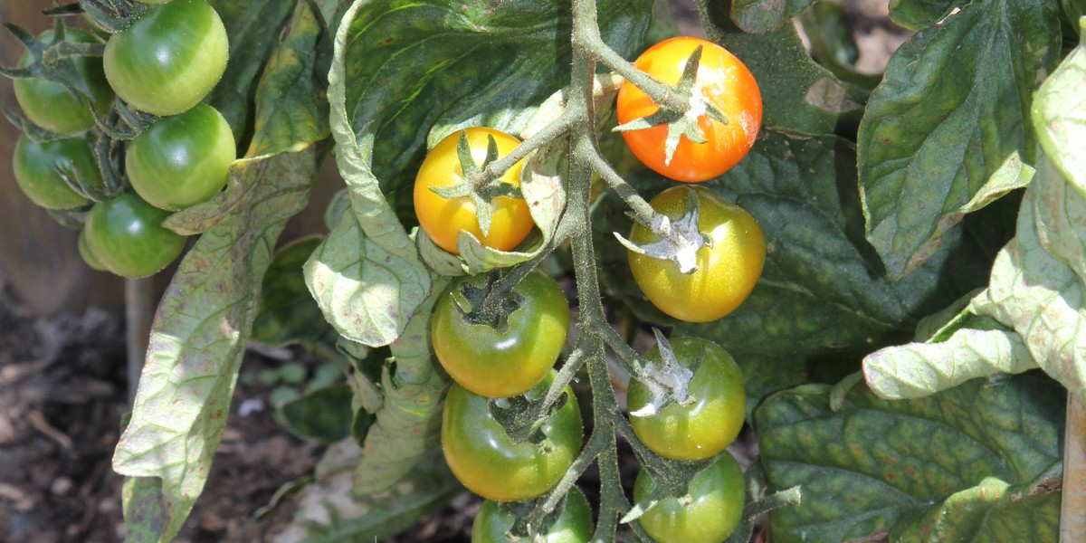 Solanum lycopersicum 'Sungold', tomato