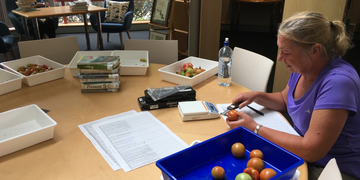 MIT student, Julie, measuring tomatoes