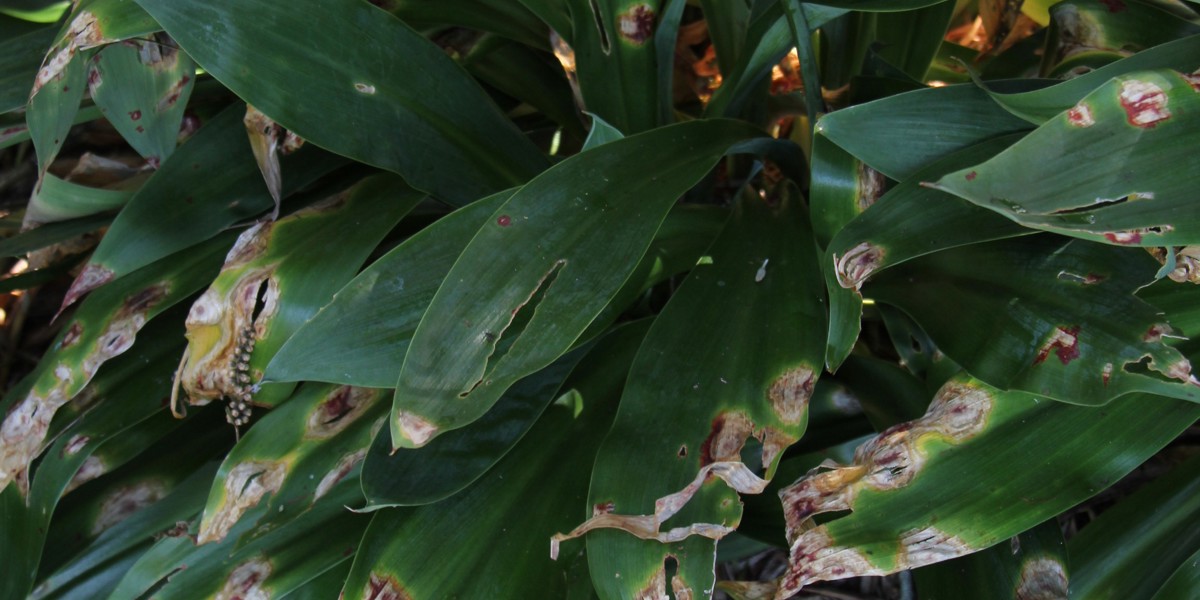 Bacterial leaf spot on Arthropodium leaf