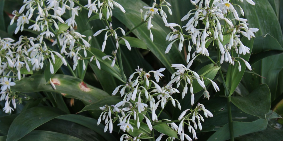 Arthropodium 'Parnell'