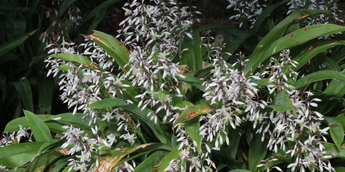 Arthropodium 'Downtown'