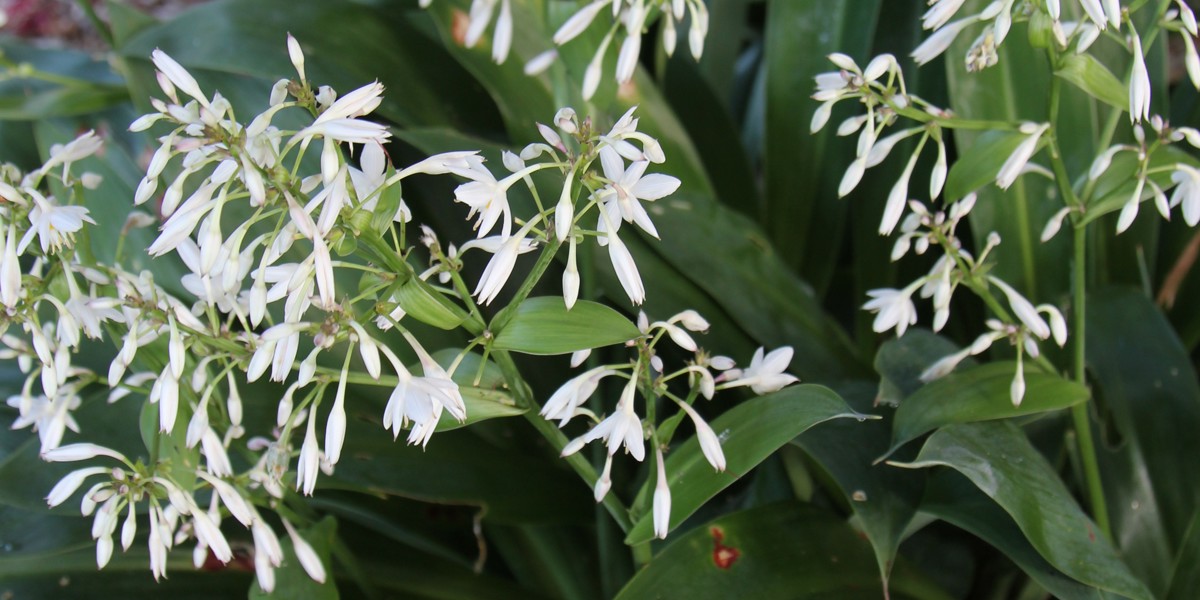 Arthropodium 'Te Ngaire'